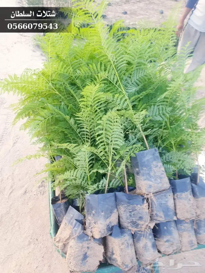 شتلات جاكرندا .. تبدأ من 1.50 الى 3 ريال . 14