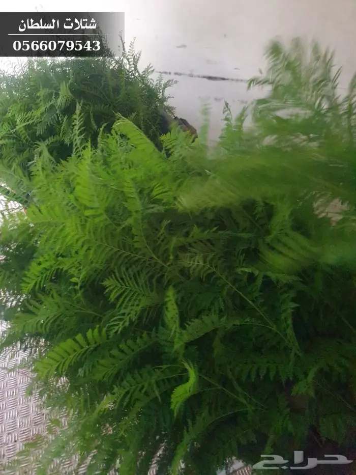 شتلات جاكرندا .. تبدأ من 1.50 الى 3 ريال . 15