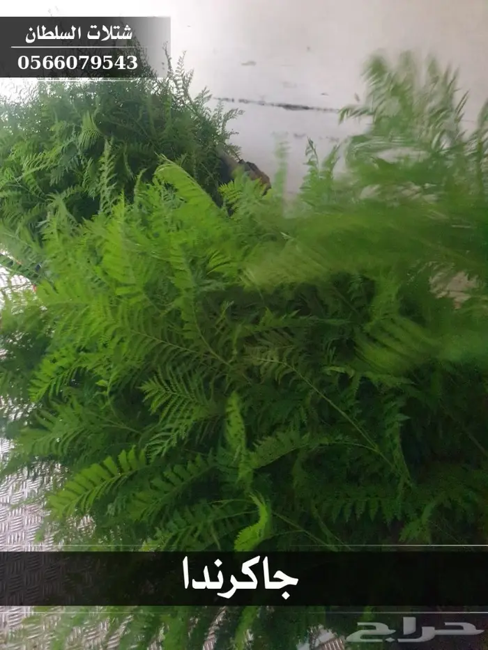 شتلات جاكرندا .. تبدأ من 1.50 الى 3 ريال . 16