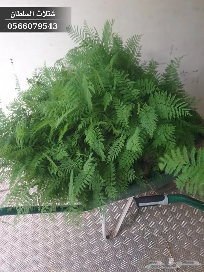 شتلات جاكرندا .. تبدأ من 1.50 الى 3 ريال . 17