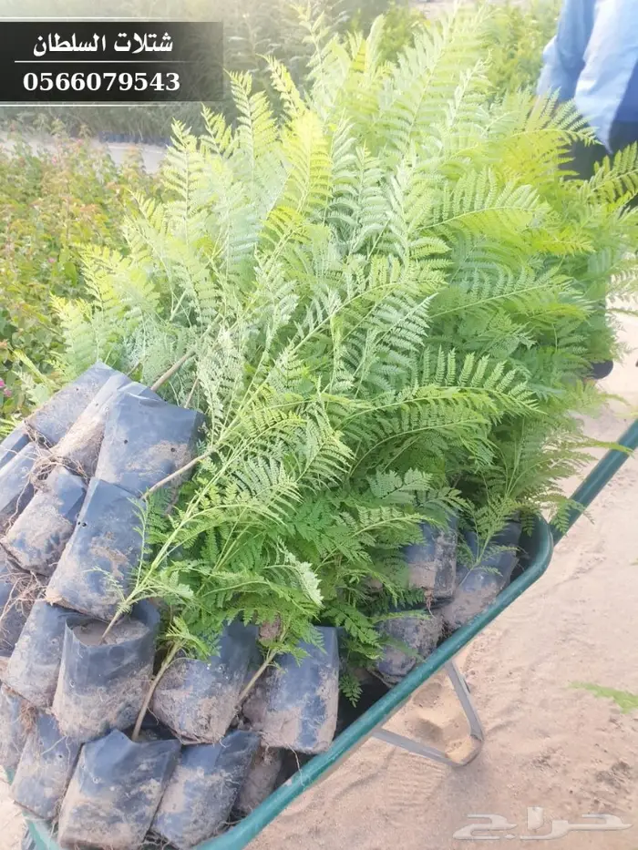 شتلات جاكرندا .. تبدأ من 1.50 الى 3 ريال . 18