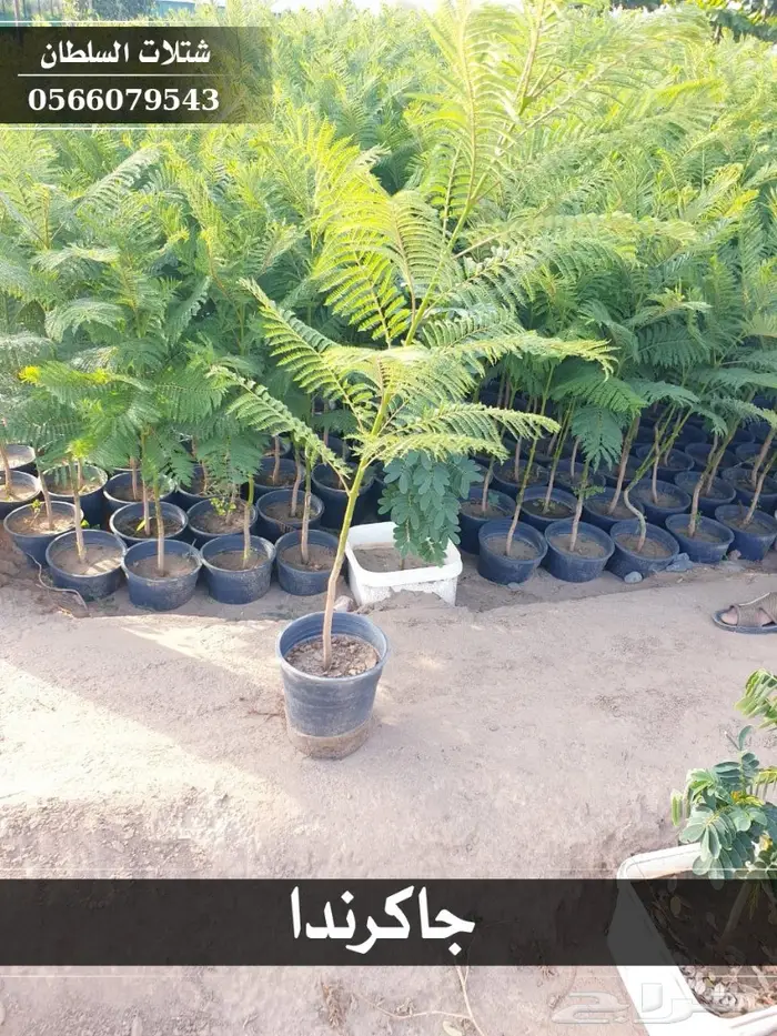 شتلات جاكرندا .. تبدأ من 1.50 الى 3 ريال . 19