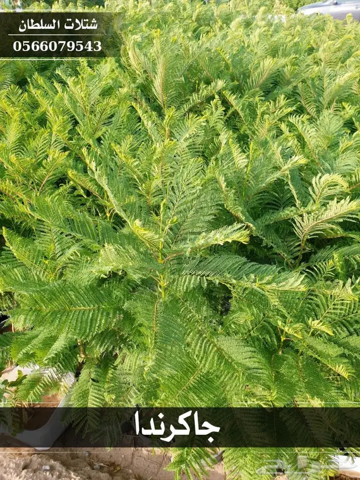 شتلات جاكرندا .. تبدأ من 1.50 الى 3 ريال . 20
