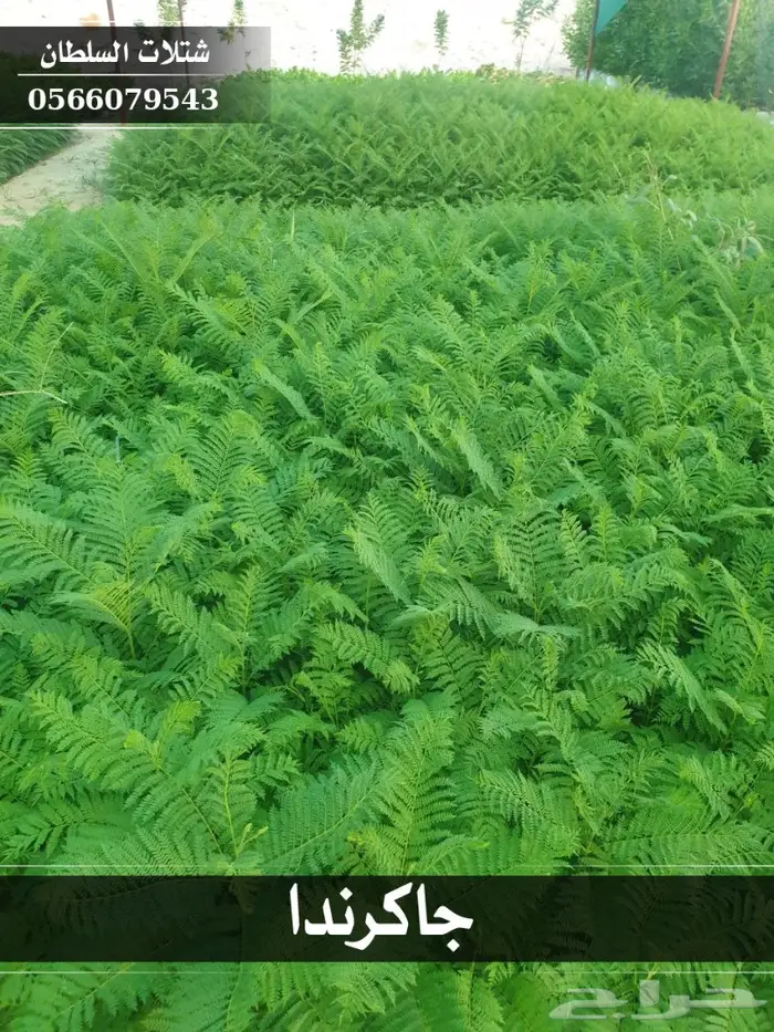 شتلات جاكرندا .. تبدأ من 1.50 الى 3 ريال . 21