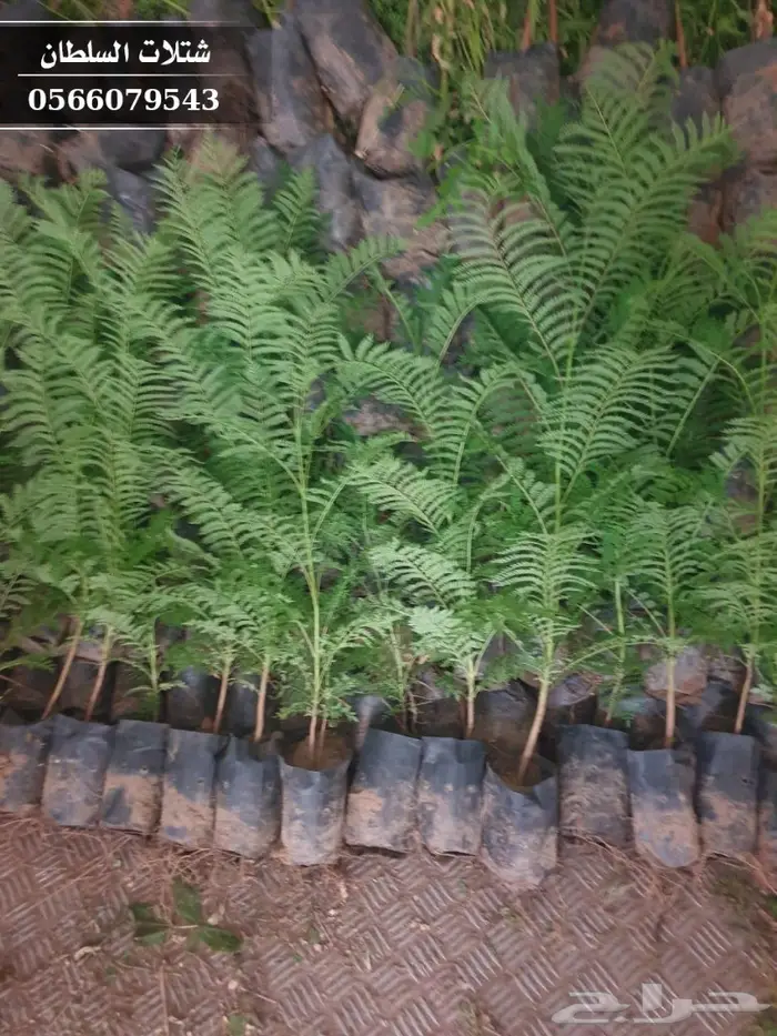 شتلات جاكرندا .. تبدأ من 1.50 الى 3 ريال . 22