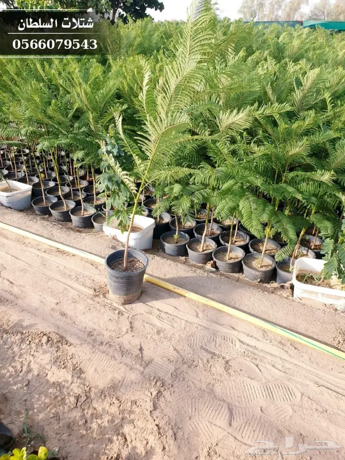 شتلات جاكرندا .. تبدأ من 1.50 الى 3 ريال . 23