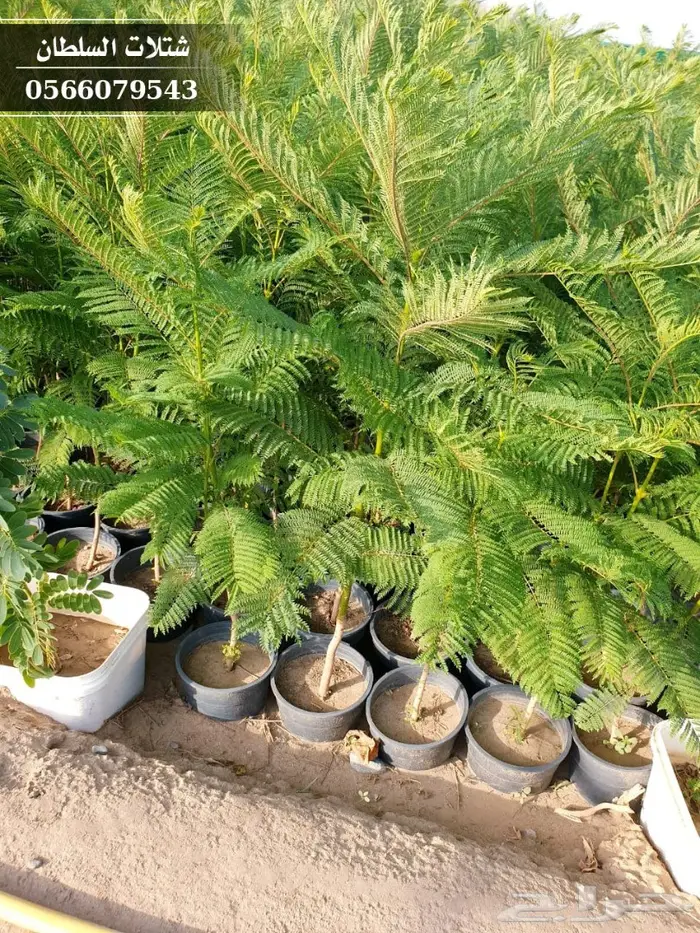 شتلات جاكرندا .. تبدأ من 1.50 الى 3 ريال . 24