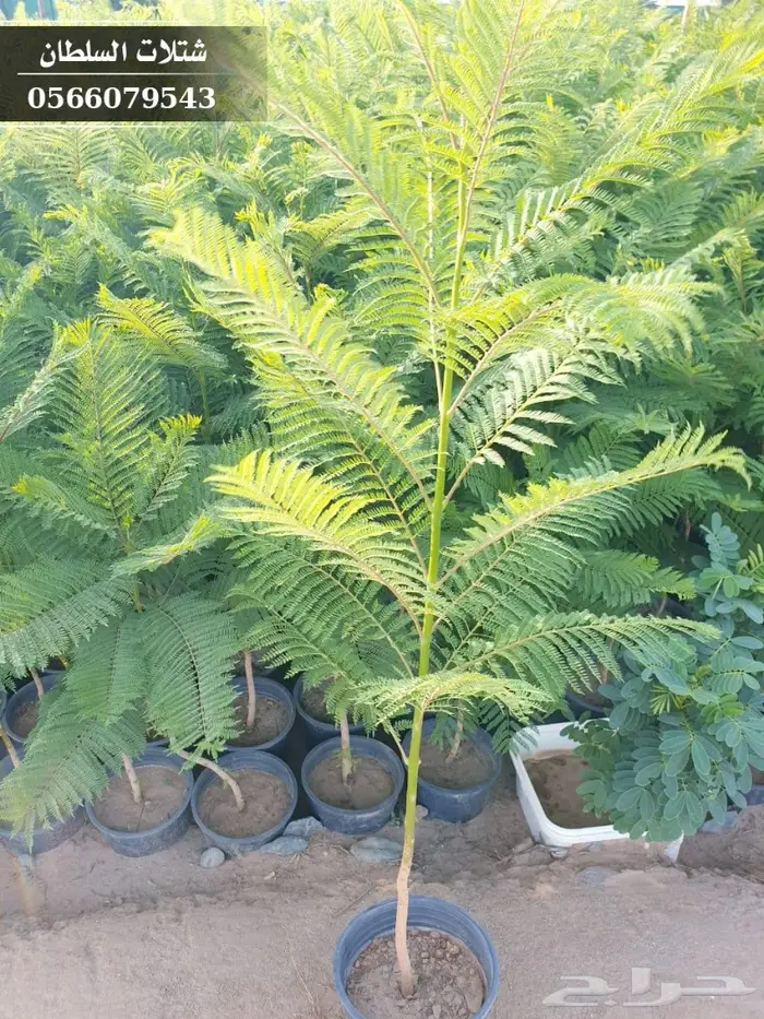 شتلات جاكرندا .. تبدأ من 1.50 الى 3 ريال . 25