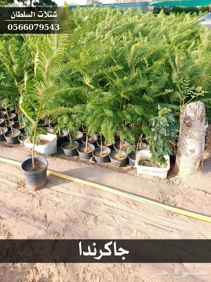 شتلات جاكرندا .. تبدأ من 1.50 الى 3 ريال . 26
