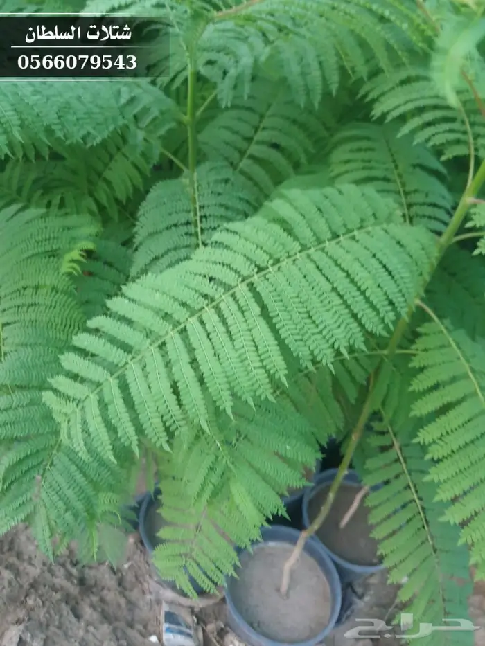 شتلات جاكرندا .. تبدأ من 1.50 الى 3 ريال . 27