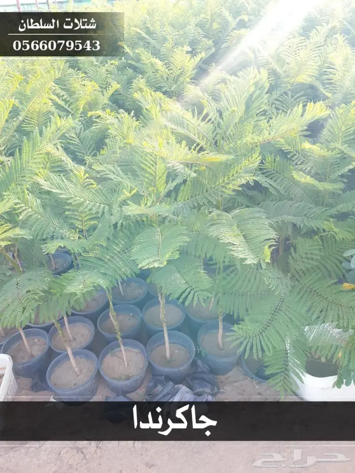 شتلات جاكرندا .. تبدأ من 1.50 الى 3 ريال . 28