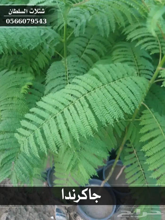 شتلات جاكرندا .. تبدأ من 1.50 الى 3 ريال . 29