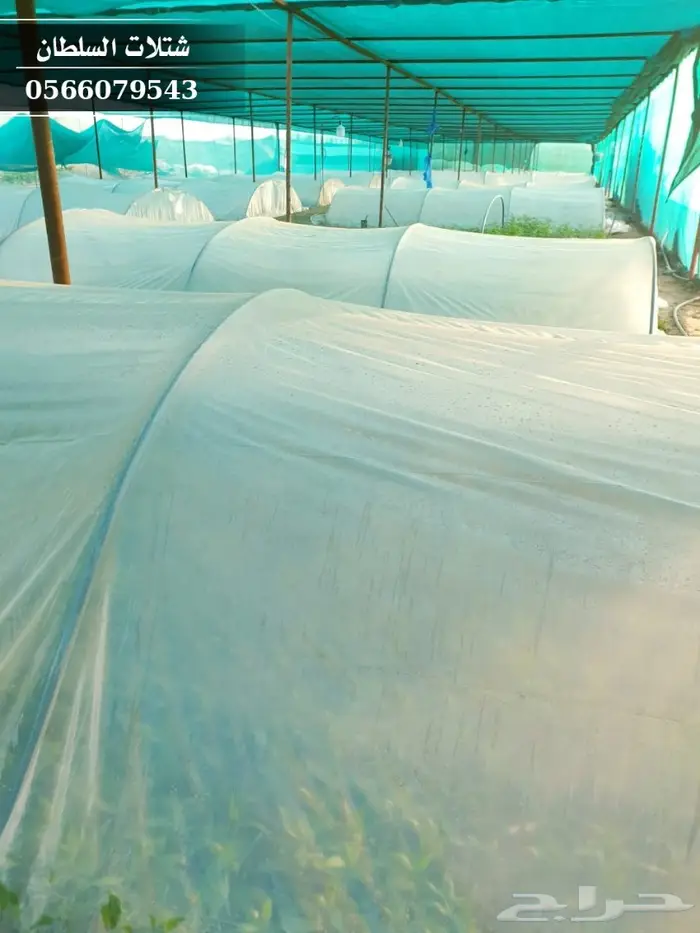 شتلات جاكرندا .. تبدأ من 1.50 الى 3 ريال . 30