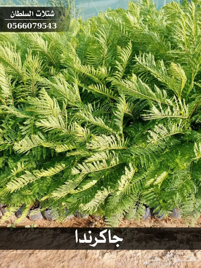 شتلات جاكرندا .. تبدأ من 1.50 الى 3 ريال . 31