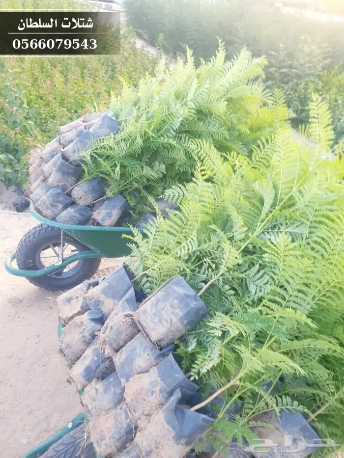 شتلات جاكرندا .. تبدأ من 1.50 الى 3 ريال . 32