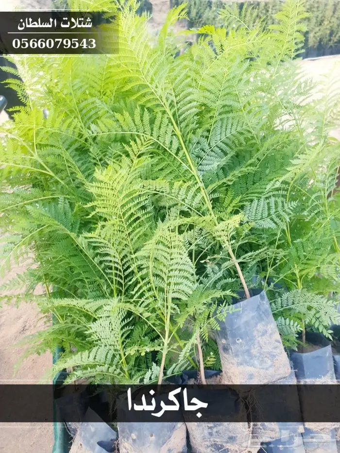 شتلات جاكرندا .. تبدأ من 1.50 الى 3 ريال . 33