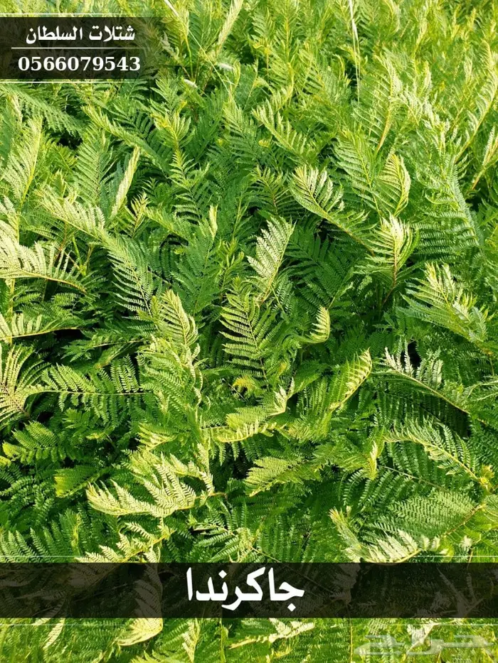 شتلات جاكرندا .. تبدأ من 1.50 الى 3 ريال . 35