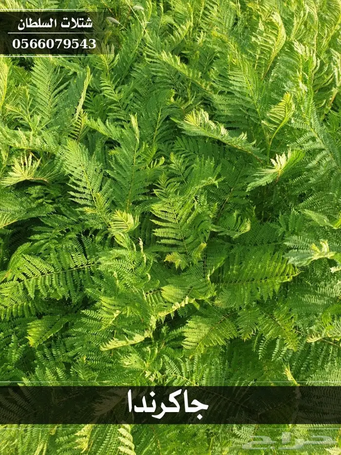 شتلات جاكرندا .. تبدأ من 1.50 الى 3 ريال . 36