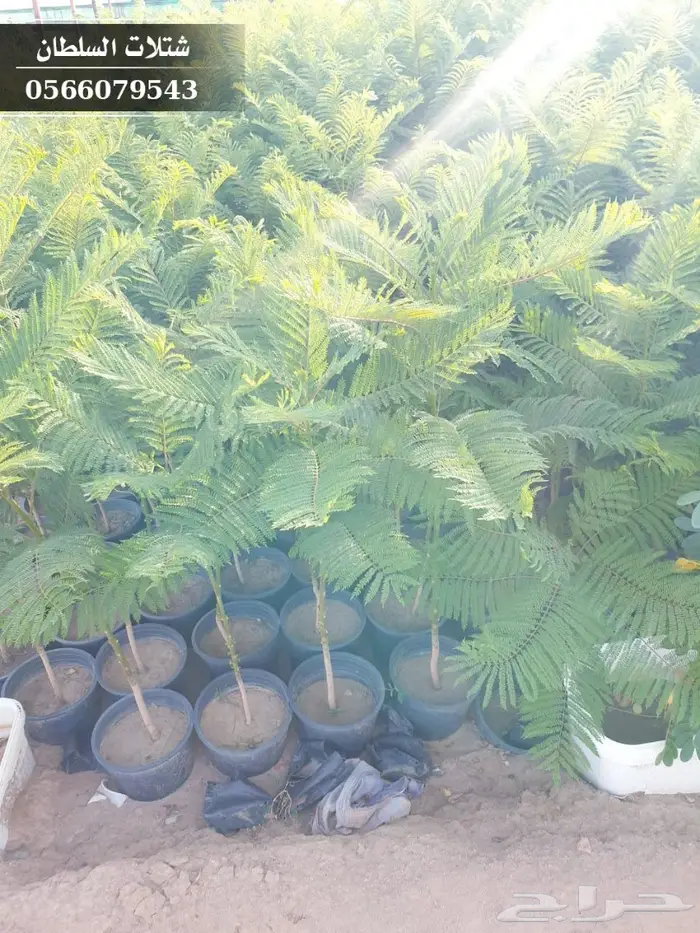 شتلات جاكرندا .. تبدأ من 1.50 الى 3 ريال . 37