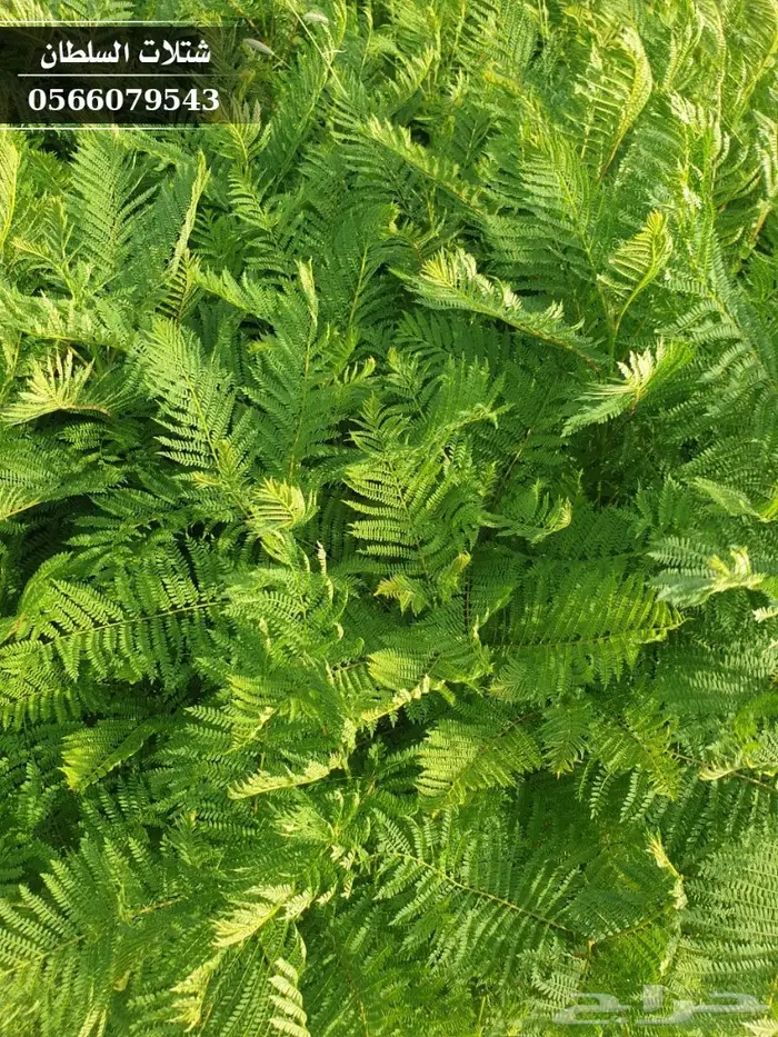 شتلات جاكرندا .. تبدأ من 1.50 الى 3 ريال . 38