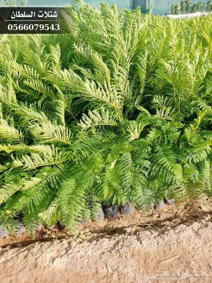 شتلات جاكرندا .. تبدأ من 1.50 الى 3 ريال . 39