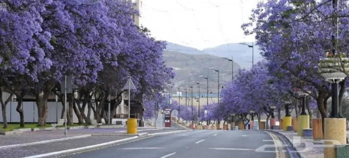 شتلات جاكرندا .. تبدأ من 1.50 الى 3 ريال . 4