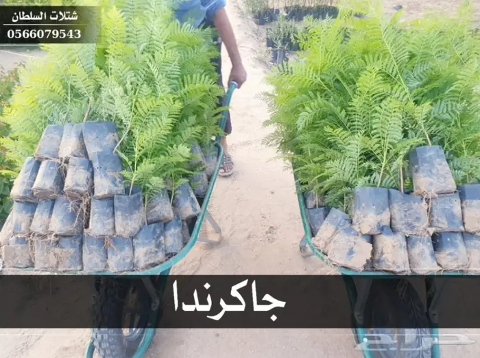 شتلات جاكرندا .. تبدأ من 1.50 الى 3 ريال . 11