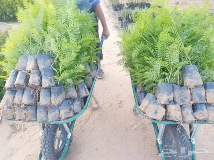 شتلات جاكرندا .. تبدأ من 1.50 الى 3 ريال . 34