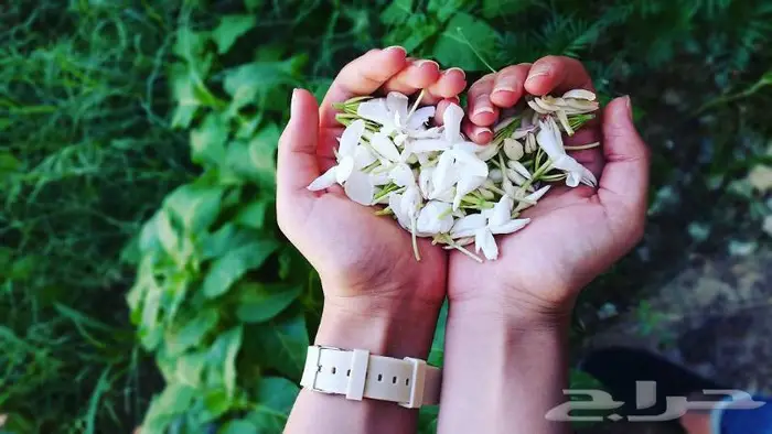 عطر الفل الفاخر الجيزاني 2