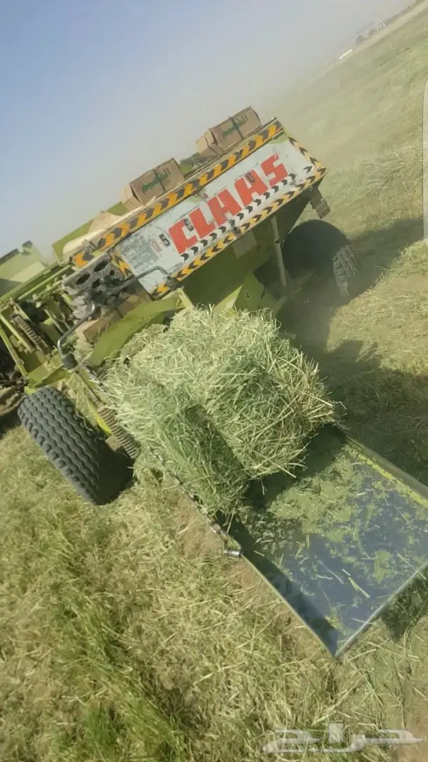 اللبيع علاف رودس جديد محصول سنه هذي 19