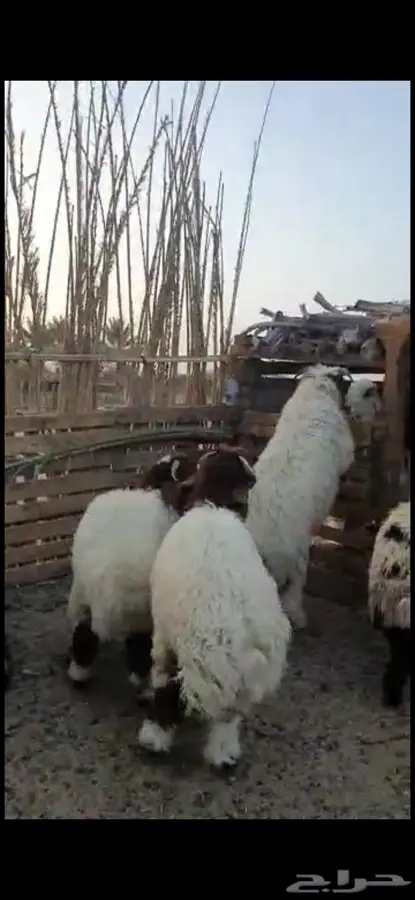 خرفان بريه 0