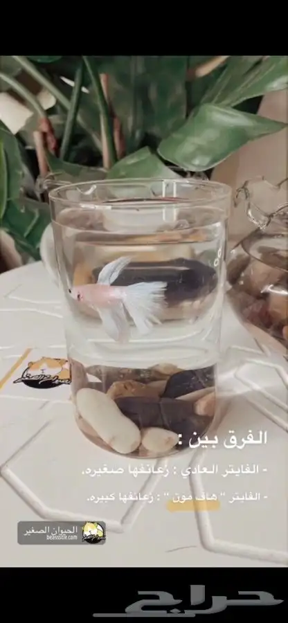 سمك فايتر وهاف مون. متوفر تمارا 2