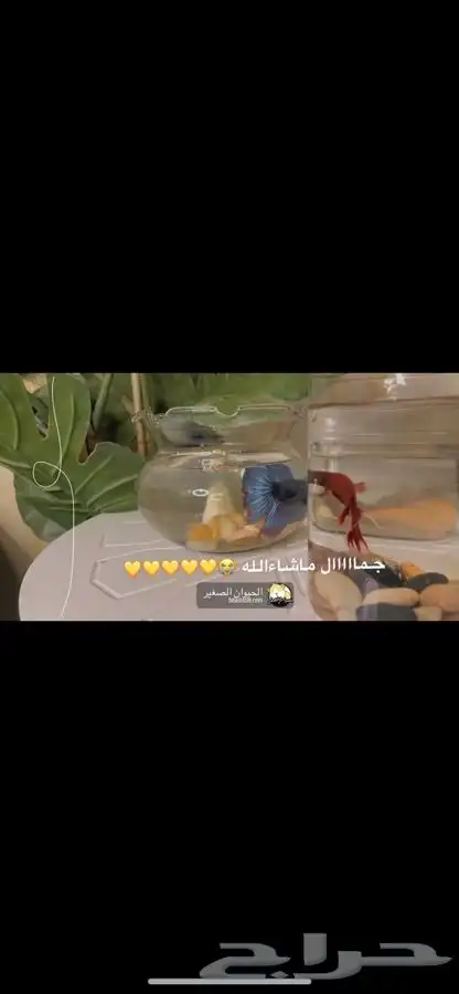 سمك فايتر وهاف مون. متوفر تمارا 3