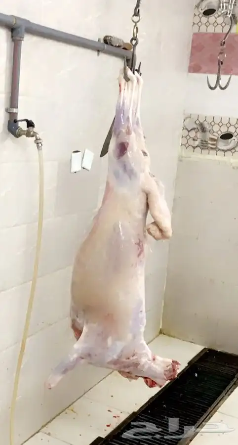 ذبايح بريه 2