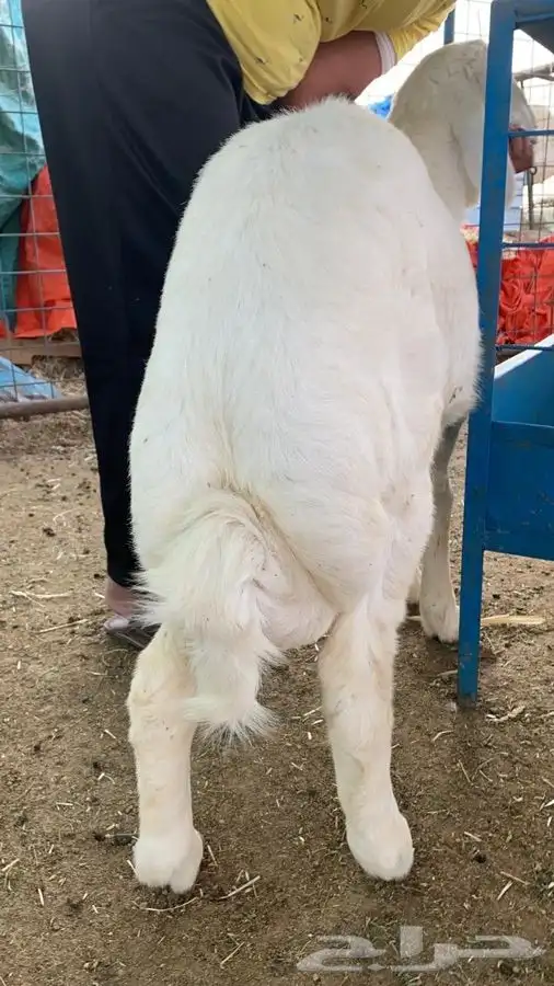 ذبيحه نظيفه اذا ماعجبك رجعه واخذ فلوسك 2