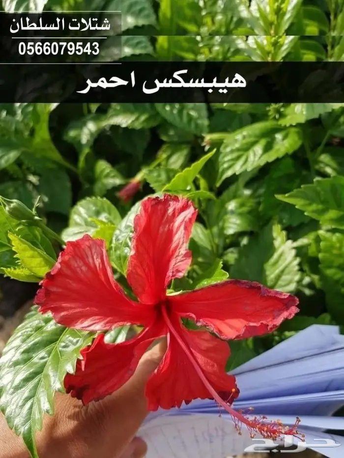 بإسعار ممتازة .. شتلات تبدأ من 1.50 ريال . 96