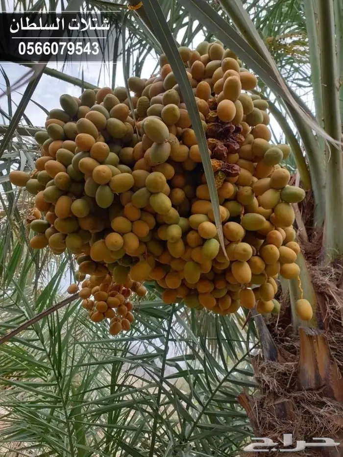 شتلات السلطان .. 0566079543 40