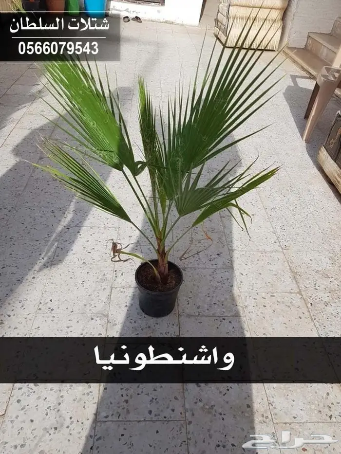 شتلات السلطان .. 0566079543 56