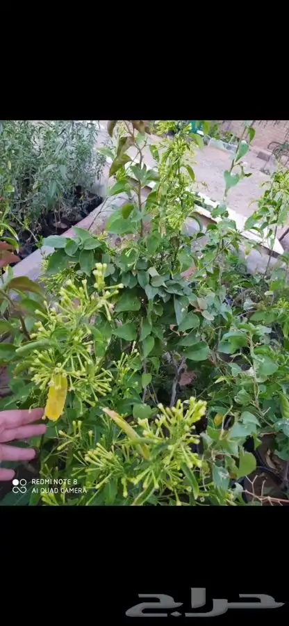 شتل فواكه واشجار زينه بلدي وخارجي 0