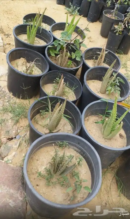 شتل فواكه واشجار زينه بلدي وخارجي 6