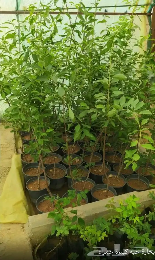 شتل فواكه واشجار زينه بلدي وخارجي 14
