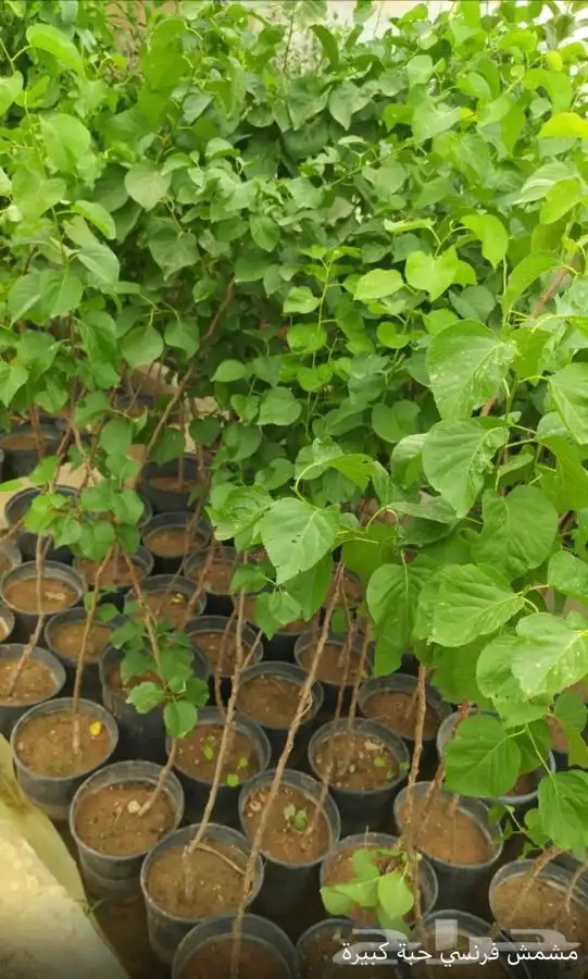 شتل فواكه واشجار زينه بلدي وخارجي 27