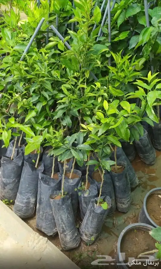 شتل فواكه واشجار زينه بلدي وخارجي 29