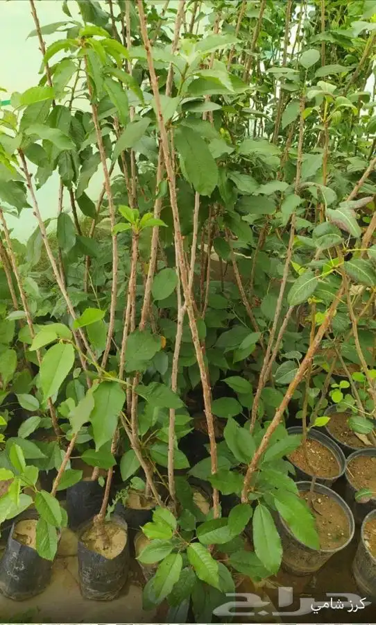 شتل فواكه واشجار زينه بلدي وخارجي 2