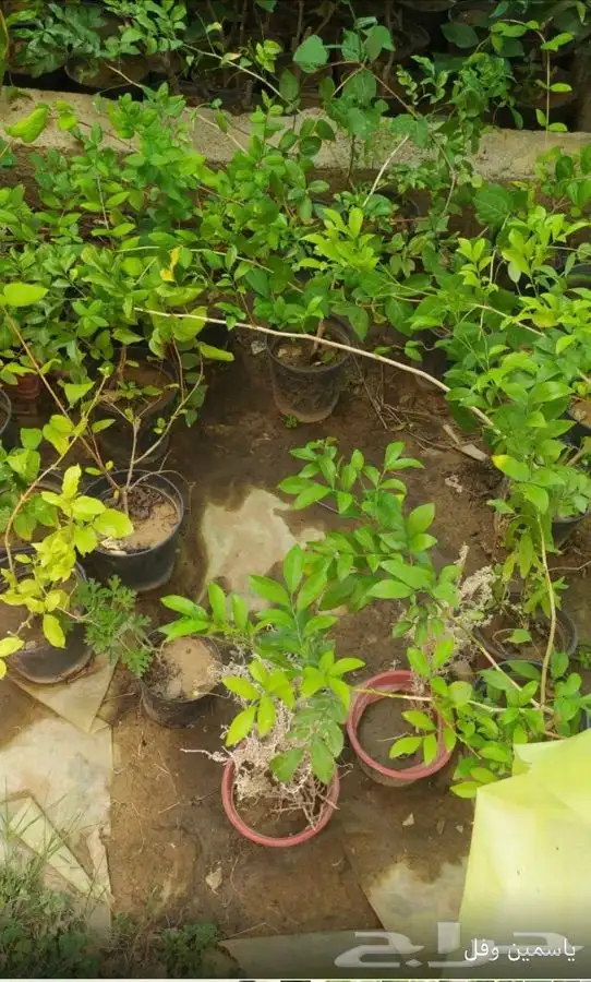 شتل فواكه واشجار زينه بلدي وخارجي 20