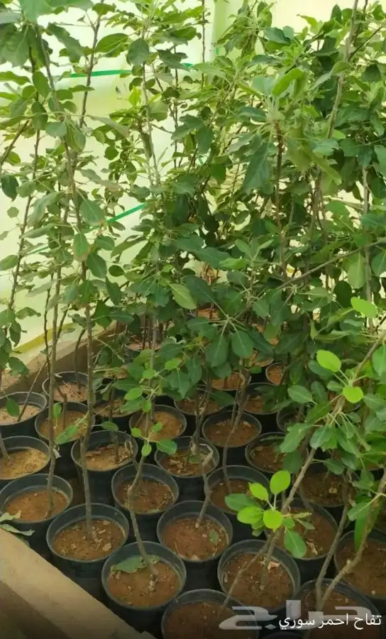 شتل فواكه واشجار زينه بلدي وخارجي 15