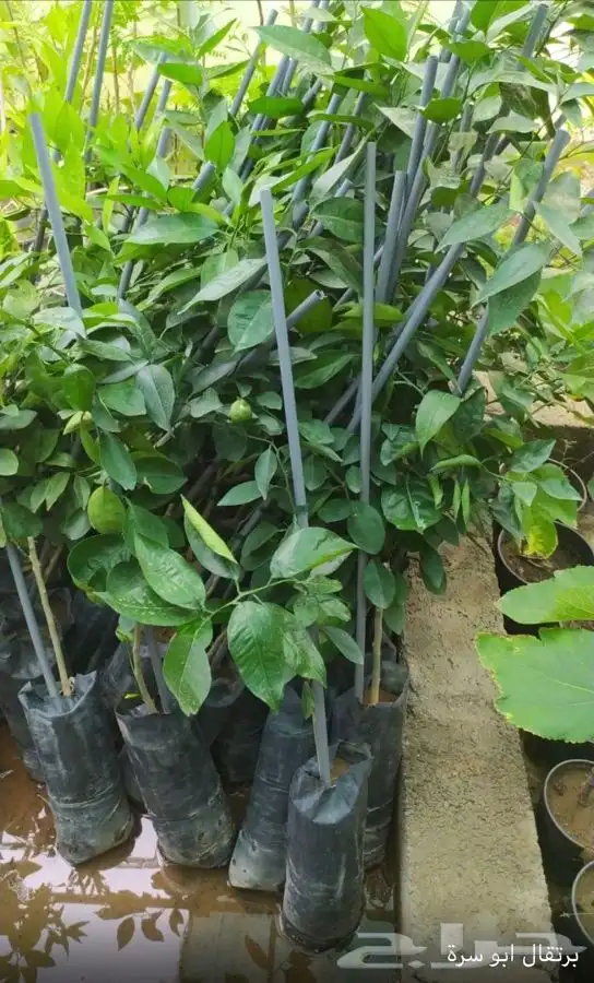 شتل فواكه واشجار زينه بلدي وخارجي 36