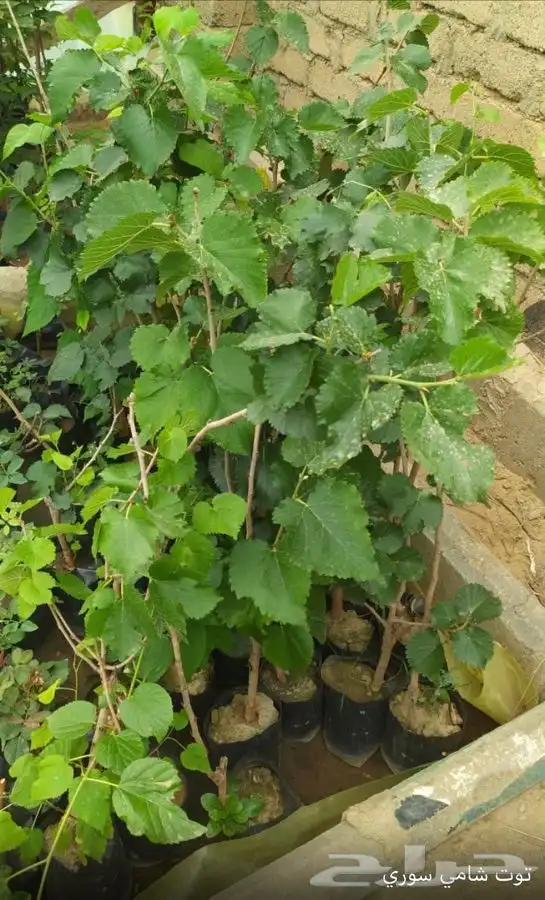 شتل فواكه واشجار زينه بلدي وخارجي 9
