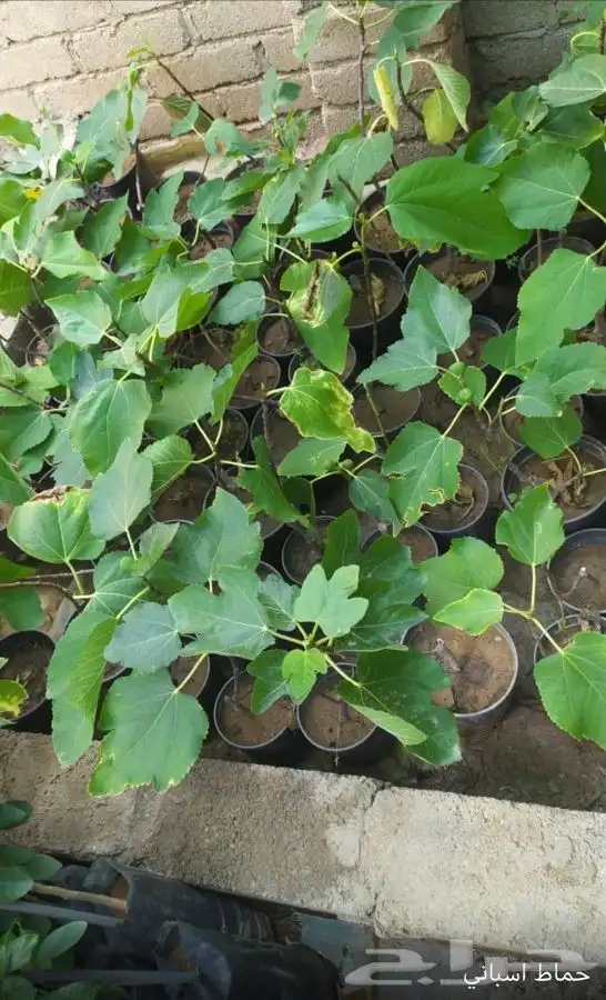 شتل فواكه واشجار زينه بلدي وخارجي 34