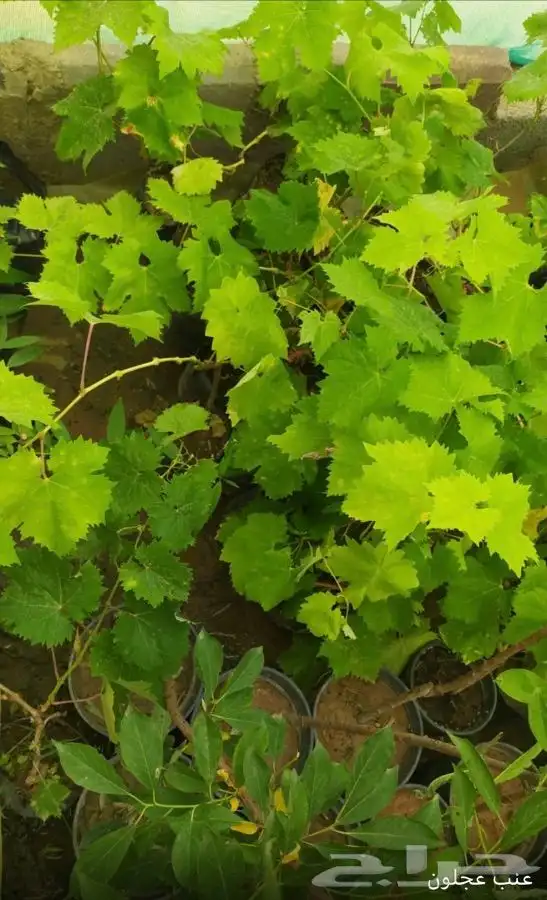 شتل فواكه واشجار زينه بلدي وخارجي 4